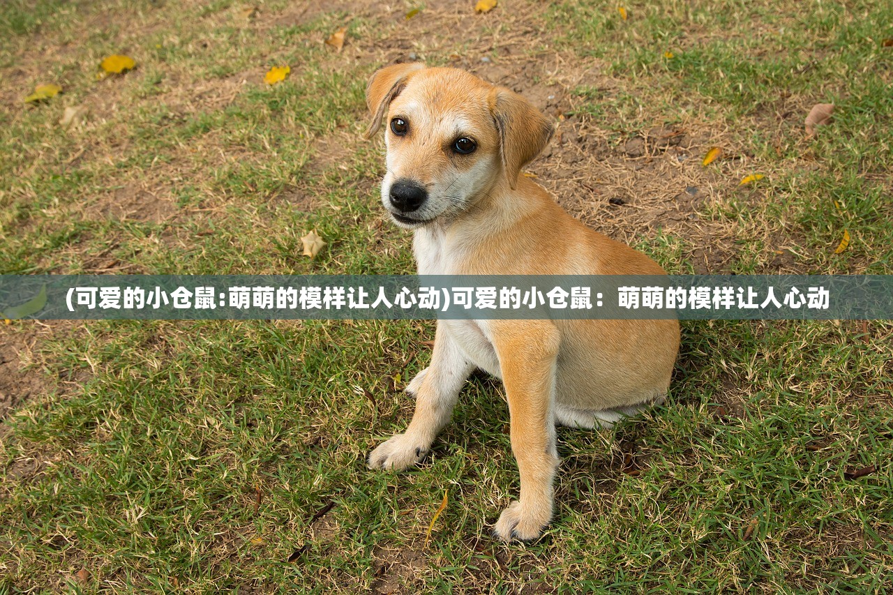 (暗影火炬城老鼠位置)暗影火炬城中沉睡的老鼠们是否掌握了城市的秘密？