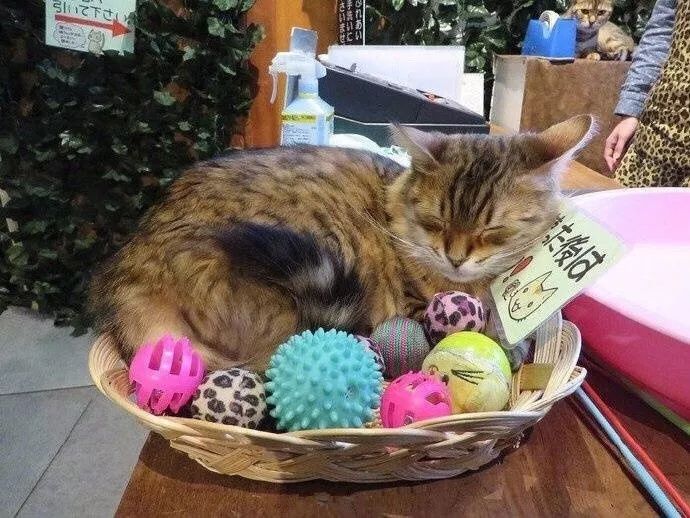 某怪猫风格肉鸽射击下载最新版本-某怪猫风格肉鸽射击玩穿越下载v.0.50